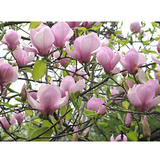 Магнолія Суланжа 'Lennei'