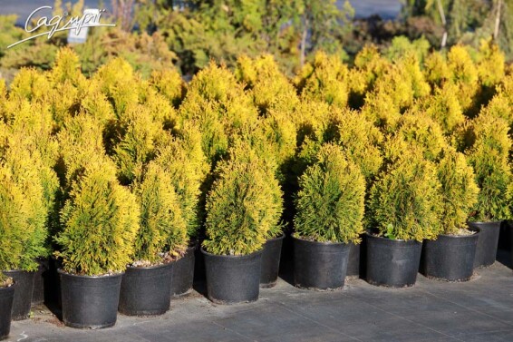 Туя западная 'Golden Smaragd' ® - 7 Туя западная 'Golden Smaragd' ® - 7