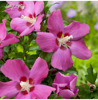 Гібіскус сірійський 'Woodbridge'