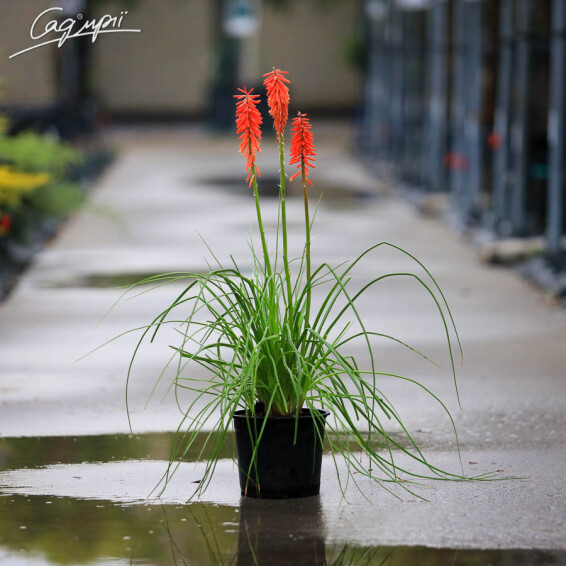 Книфофия 'Red Rocket'® - 1