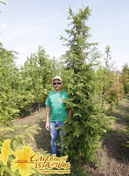 Метасеквойя глиптостробовидная - 3