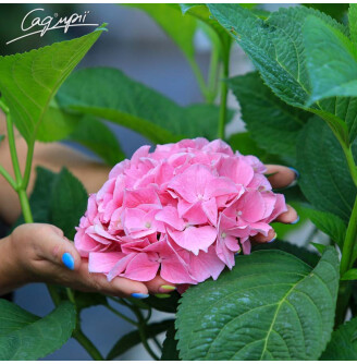 Гортензія крупнолиста 'Fripon'