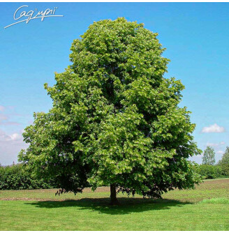 Липа повстяна 'Brabant'