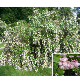 Дейція шорстка 'Codsall Pink'