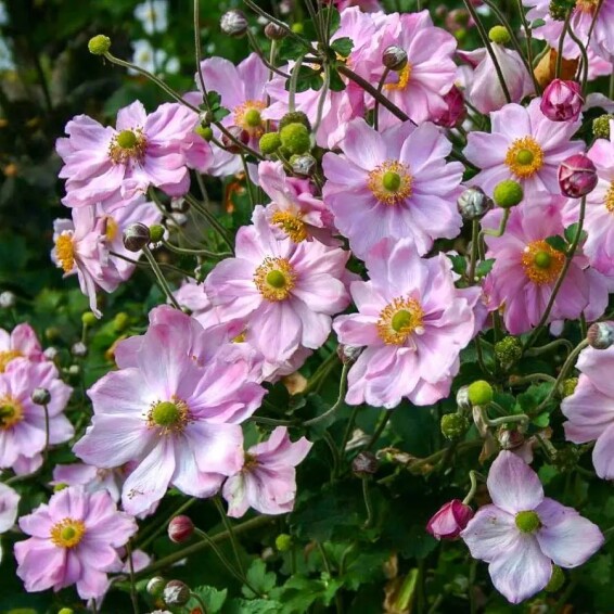 Анемона гібридна 'Queen Charlotte' - 2 Анемона гібридна 'Queen Charlotte' - 2