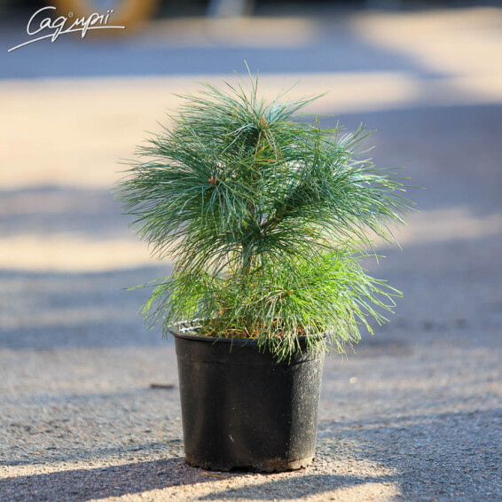 Сосна гималайская (Гриффита), WRB - 250-300 - - 7