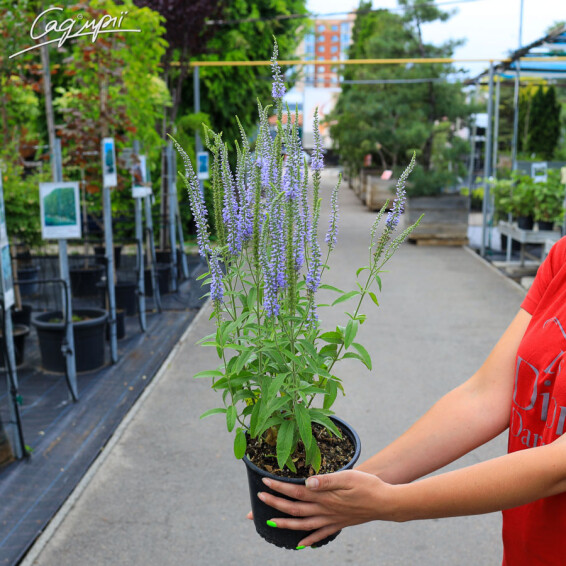 Вероника длиннолистная, C2 - - 1