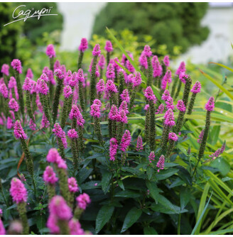 Вероніка довголиста 'First Love'