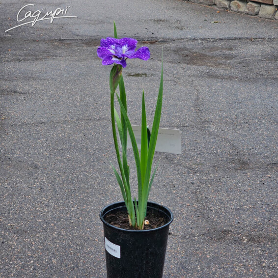 Ирис сибирский 'I see stars' - 3 Ирис сибирский 'I see stars' - 3