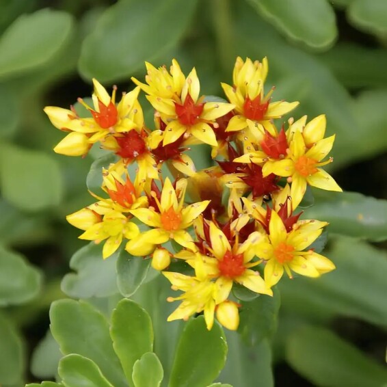 Очиток живучий - 1