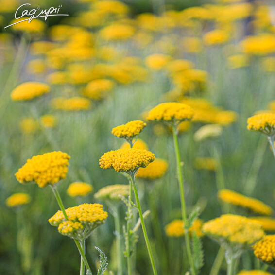 Деревій таволговий 'Schwellenburg' - 1