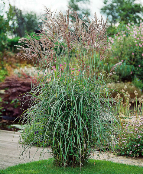 Мискантус китайский 'Silberfeder' - 1