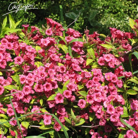 Вейгела 'Lucifer' - 1 Вейгела 'Lucifer' - 1