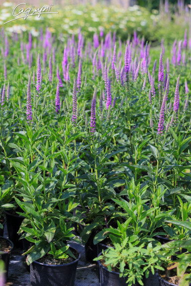 Вероніка довголиста 'Eveline' - 3