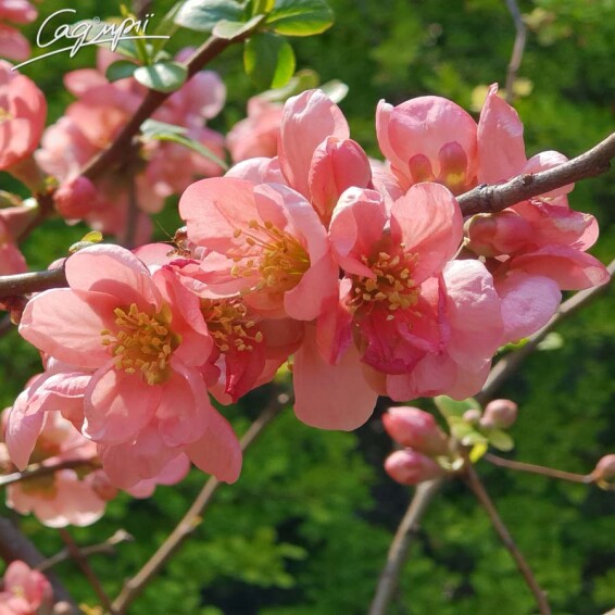 Айва прекрасная (хеномелес) 'Pink Trail' - 9