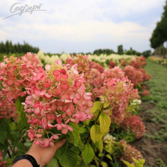 Гортензия метельчатая 'Diamant Rouge'® - 10