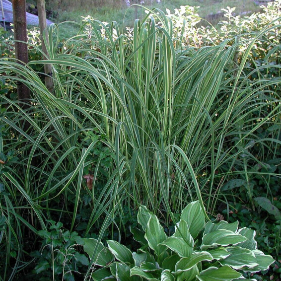 Спартина гребенчатая 'Aureomarginata' - 7