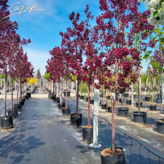 Яблуня 'Royalty' - 3