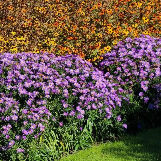 Астра кустарниковая 'Blaue Laguna' - 10