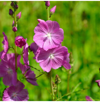 Сідальцея мальвоквіткова 'Partygirl'