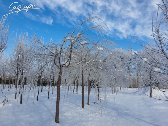 Вишня субхиртела 'Pendula' - 2