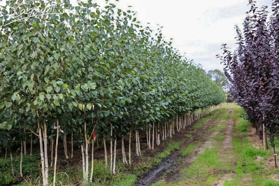 Береза гімалайська 'Doorenbos' #5, WRB 14--16 500+ St. 1/2 - 10 Береза гімалайська 'Doorenbos' #5, WRB 14--16 500+ St. 1/2 - 10