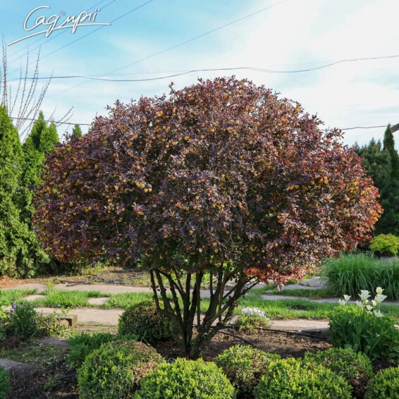 Барбарис оттавский 'Superba' - 2