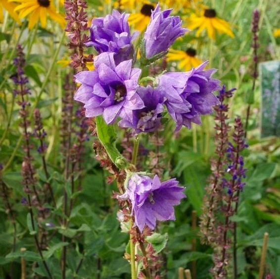 Дзвоник кропиволистий ‘Bernice’ - 4 Дзвоник кропиволистий ‘Bernice’ - 4