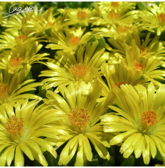 Делосперма 'Yellow Ice Plant'