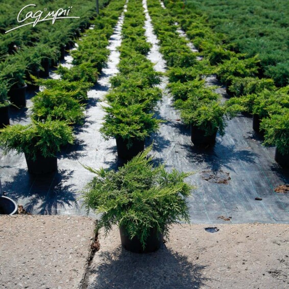 Можжевельник средний 'Mordigan Gold' - 4