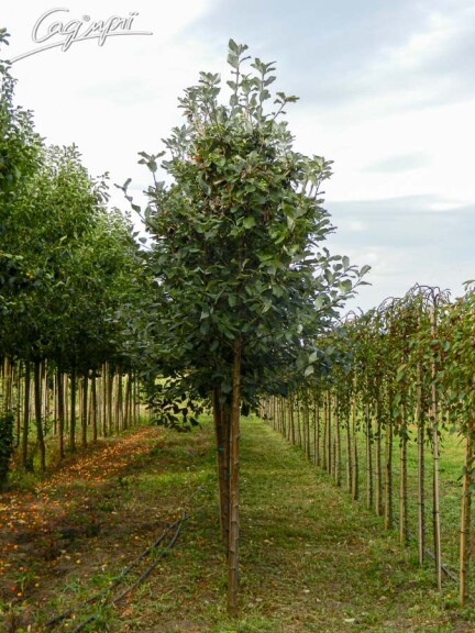 Горобина круглолиста 'Magnifica' #1, C43 12--14 300-350 St. 180-200 - 1 Горобина круглолиста 'Magnifica' #1, C43 12--14 300-350 St. 180-200 - 1