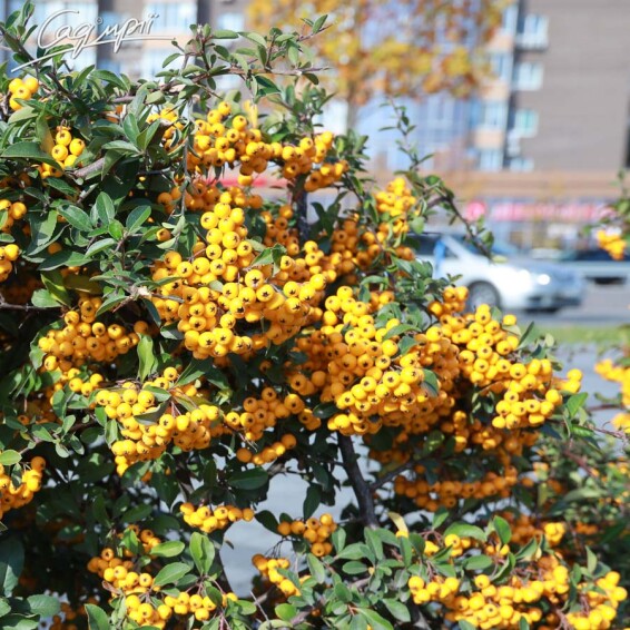 Піраканта 'Golden Charmer' - 2