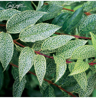 Форзиция корейская 'Kumson'