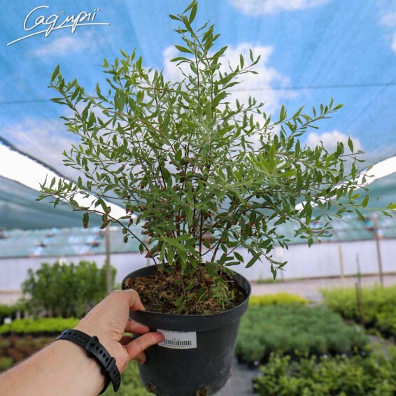 Спирея пепельная 'Grefsheim' #4, C2 30-40 - 7 Спирея пепельная 'Grefsheim' #4, C2 30-40 - 7