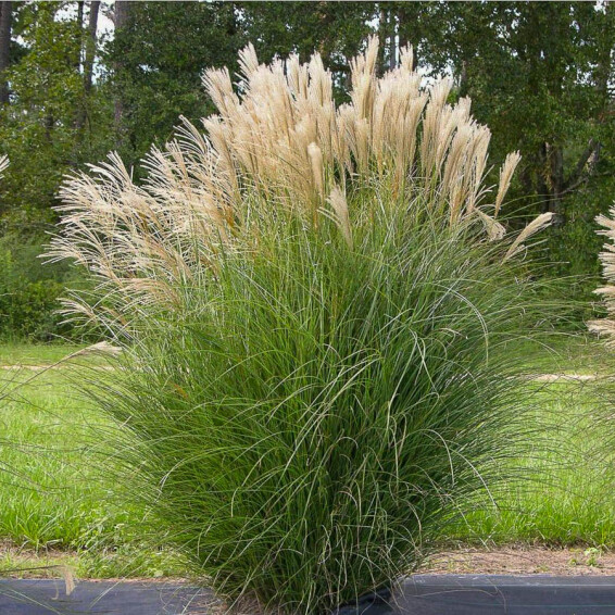 Мискантус китайский 'Gracillimus' - 1