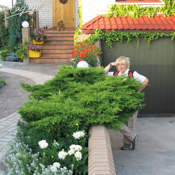 Ялівець середній 'Pfitzeriana' - 1