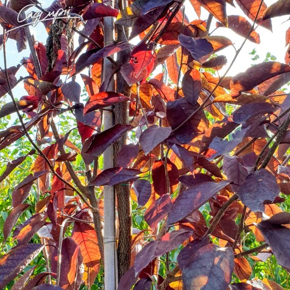 Черёмуха виргинская ‘Canada Red’ #1, WRB 25--30 500+ St. 1/2 - 2 Черёмуха виргинская ‘Canada Red’ #1, WRB 25--30 500+ St. 1/2 - 2