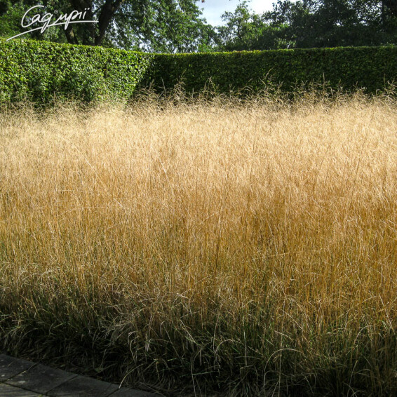 Щучник дернистий 'Goldtau' - 2