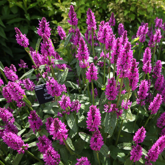 Чистець Моньє 'Hummelo', C3 - - 3