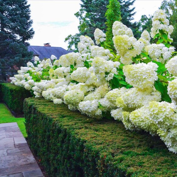 Гортензия метельчатая 'Limelight' ® - 1