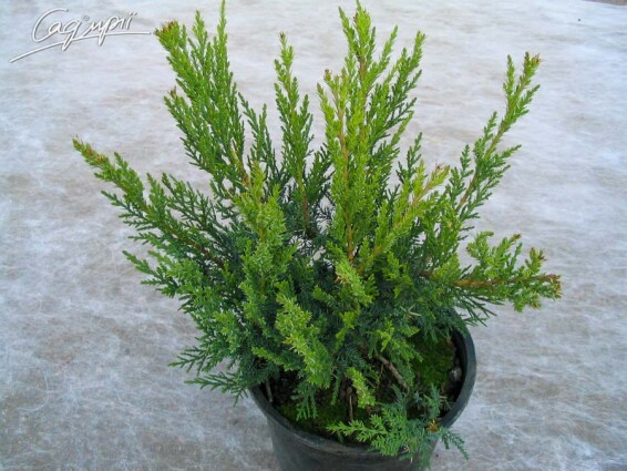 Можжевельник казацкий 'Rockery Gem' - 2