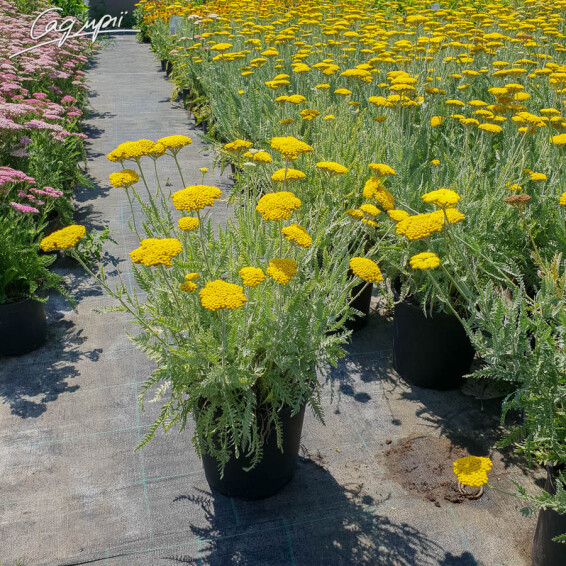 Тысячелистник таволговый 'Coronation Gold' - 3 Тысячелистник таволговый 'Coronation Gold' - 3