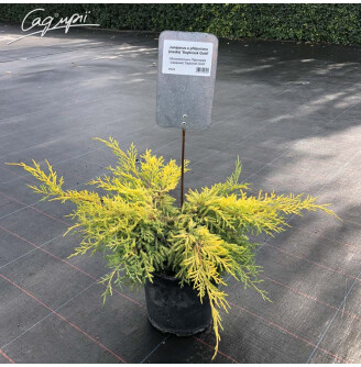 Можжевельник средний 'Saybrook Gold'