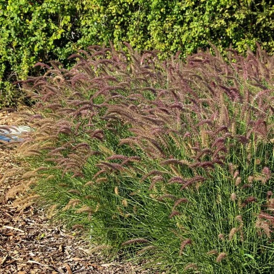 Перистощетинник восточный 'Flamingo' - 3