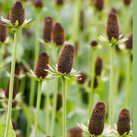 Рудбекія західна 'Green Wizard' - 2