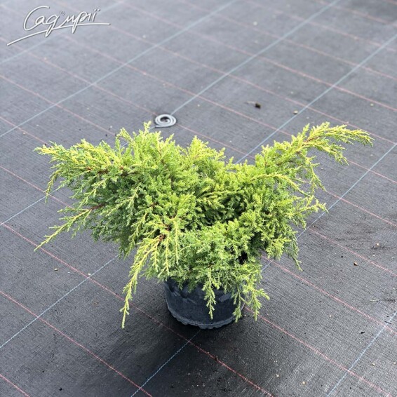 Можжевельник средний 'Daub's Frosted' - 1