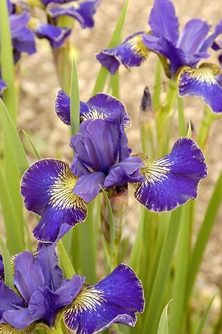 Ирис сибирский 'Golden Edge' - 1