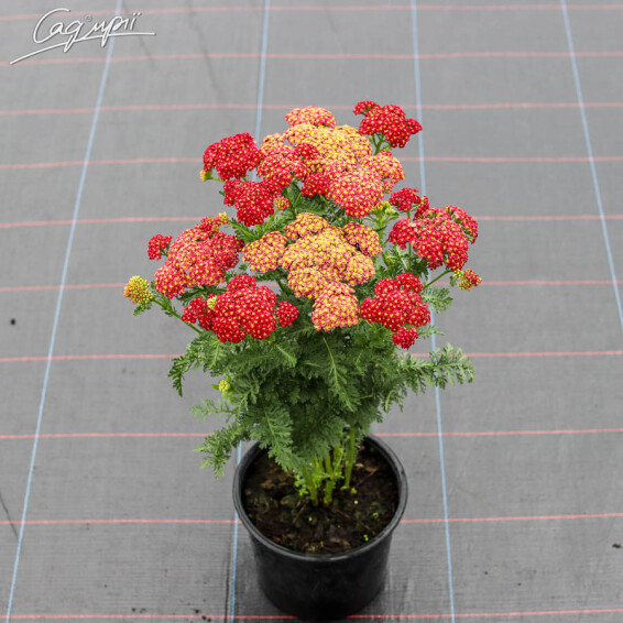 Деревій 'Pomegranate' - 1