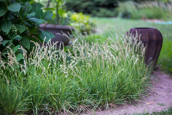 Сеслерия осенняя #1, ГК - - 3 Сеслерия осенняя #1, ГК - - 3