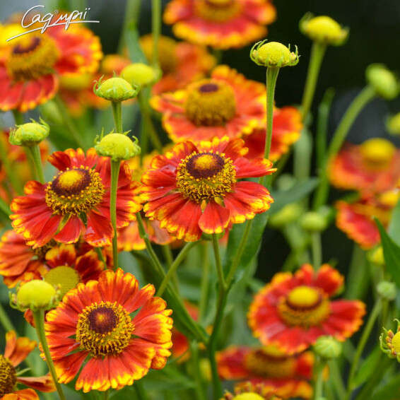 Геленіум 'Can Can' #3, C3 - - 1